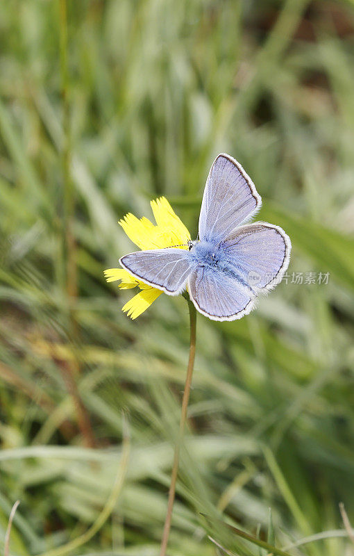 普通蓝蝴蝶(Polyommatus icarus)鲜雄